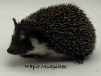 photo of hedgehog Maple McSpikes, for sale