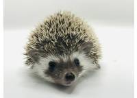 hedgehog photo