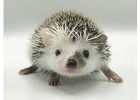 hedgehog photo