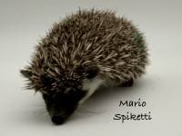 photo of hedgehog Mario Spiketti, for sale