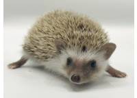 hedgehog photo