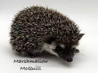 photo of hedgehog Marshmallow McQuill, for sale