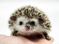 hedgehog photo