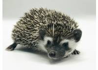 hedgehog photo