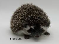 photo of hedgehog Noodles, for sale