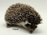 photo of hedgehog Newt, for sale