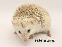 photo of hedgehog Nibblesticks, for sale