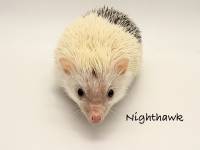 photo of hedgehog Nighthawk, for sale