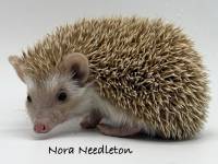 photo of hedgehog Nora Needleton, for sale