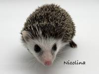 photo of hedgehog Nicolina, for sale