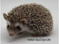 photo of hedgehog Nala Quillpride, for sale