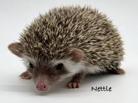 photo of hedgehog Nettle, for sale