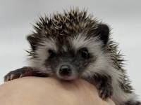 photo of hedgehog for sale