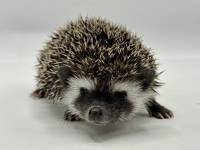 photo of hedgehog for sale