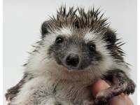 hedgehog photo