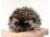 photo of hedgehog for sale