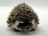 photo of hedgehog for sale