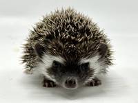 hedgehog photo