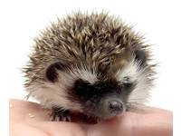 photo of hedgehog for sale