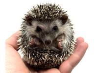 hedgehog photo