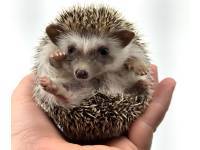 hedgehog photo