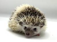 hedgehog photo