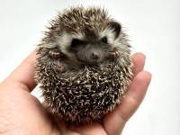 hedgehog photo