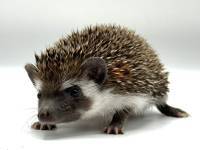 hedgehog photo