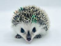 hedgehog photo