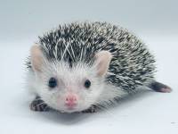 hedgehog photo