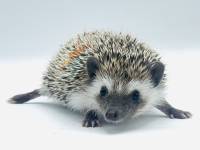 hedgehog photo