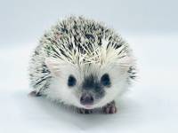 hedgehog photo