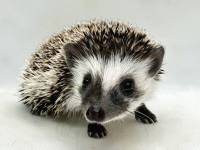 hedgehog photo