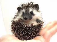 hedgehog photo