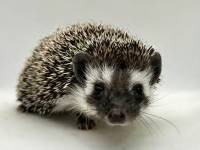hedgehog photo