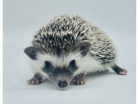 hedgehog photo