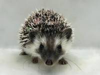 hedgehog photo