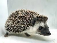 hedgehog photo