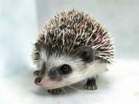 photo of hedgehog for sale