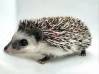photo of hedgehog for sale