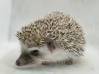 photo of hedgehog for sale