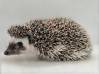photo of hedgehog for sale