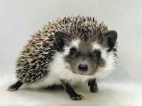 hedgehog photo