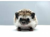 hedgehog photo