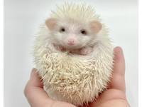 hedgehog photo
