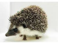 hedgehog photo