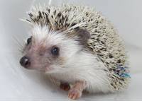 Lusa