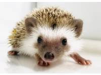 hedgehog photo