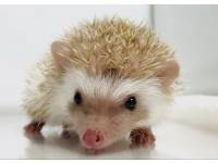 hedgehog photo