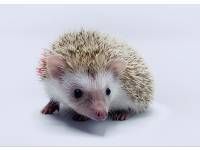 hedgehog photo